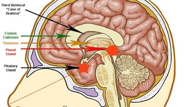 pituitary gland